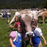 24. August Almabtrieb