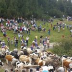Almabtrieb am Rittnerhorn