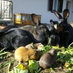 Hasen und Meerschweinchen