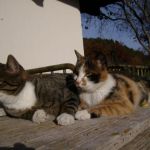 Unsere Katzen Tiger und Maya