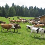 Das Vieh auf der Rittner Alm